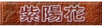 紫陽花 